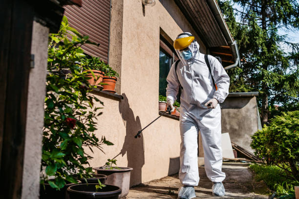 Best Wasp Removal Services  in Iowa Park, TX