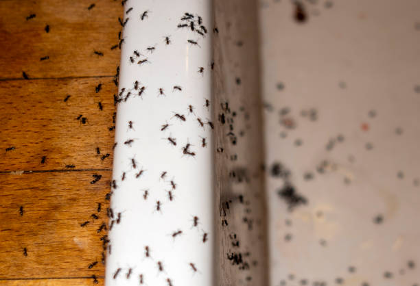 Best Rat Extermination Near Me  in Iowa Park, TX