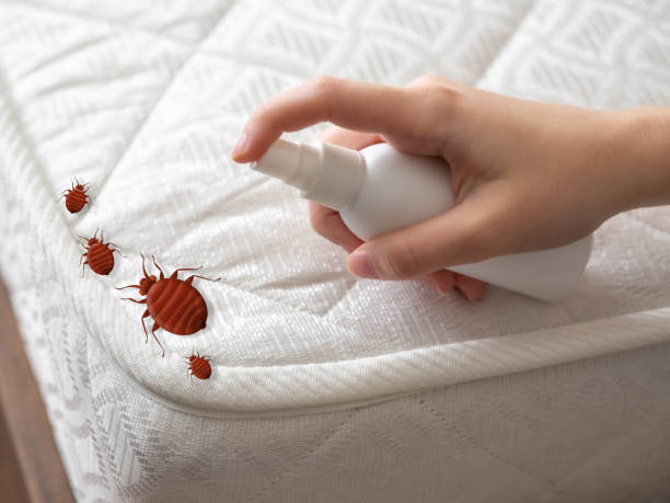 Best Pest Removal Services  in Iowa Park, TX