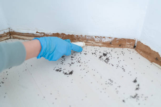 Flea Control Services in Iowa Park, TX